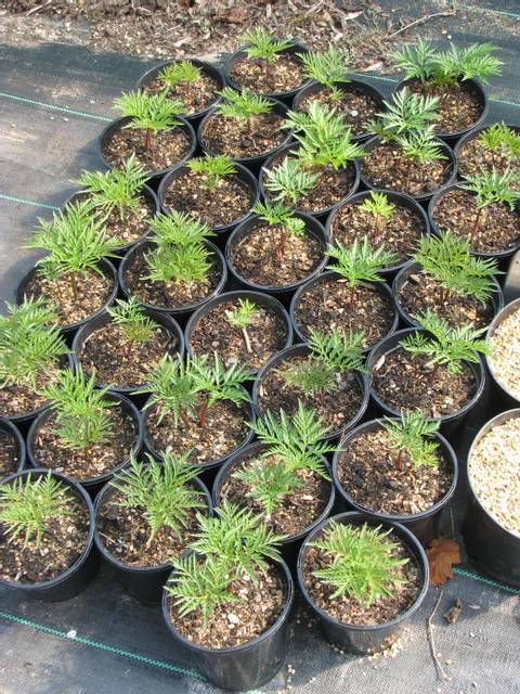 Molopospermum peloponnesiacum : jeunes plants